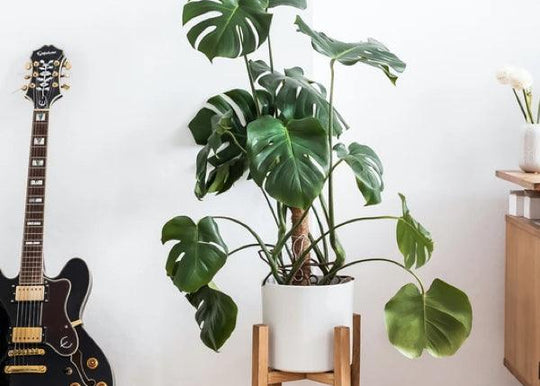 Home Jungle