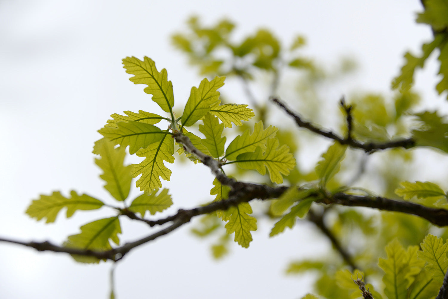 The lifecycle of Oakywood’s wooden products