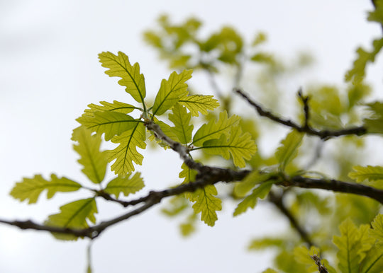 The lifecycle of Oakywood’s wooden products