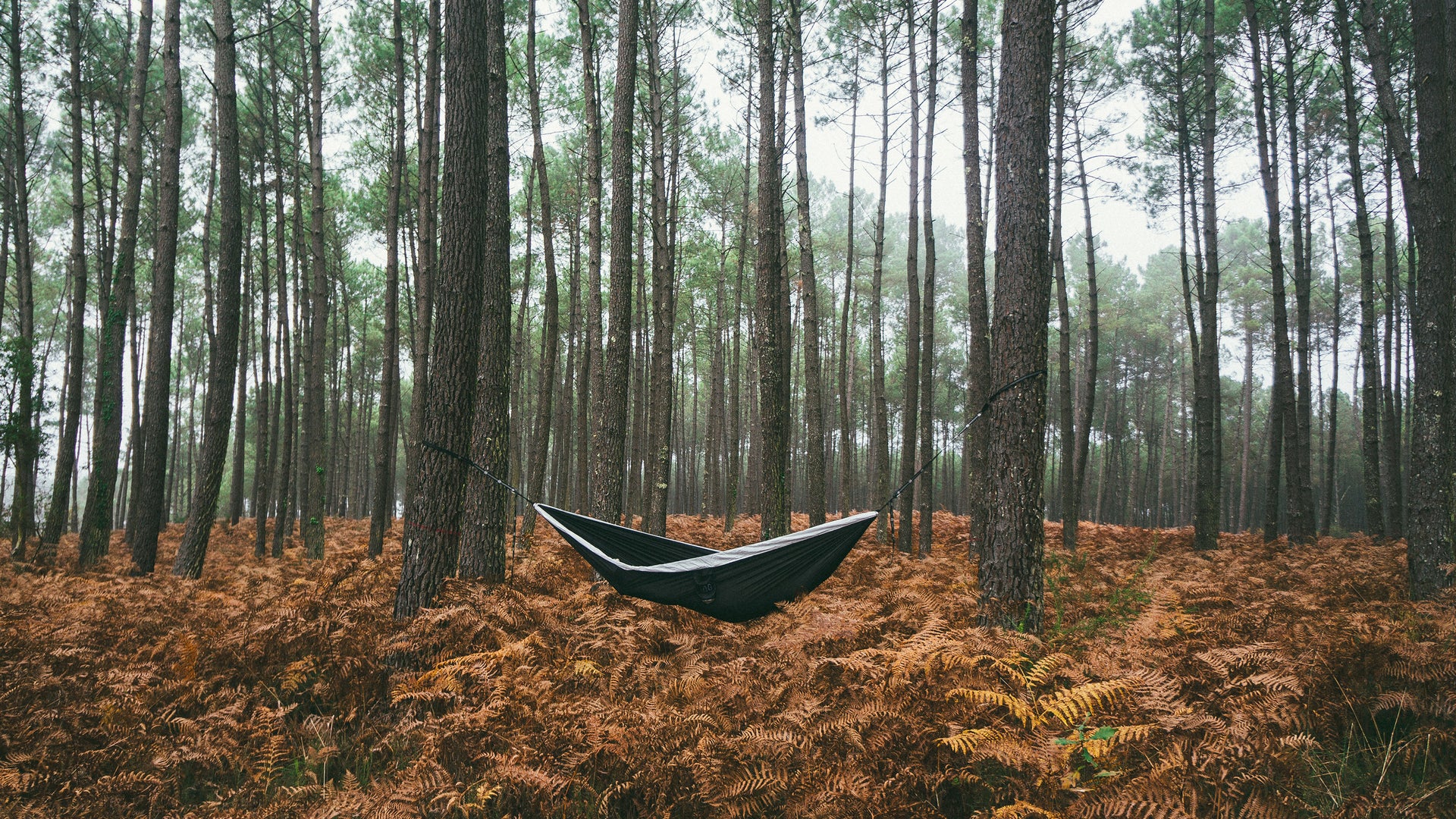 hammock in the woods