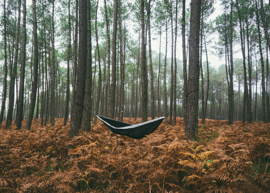 hammock in the woods