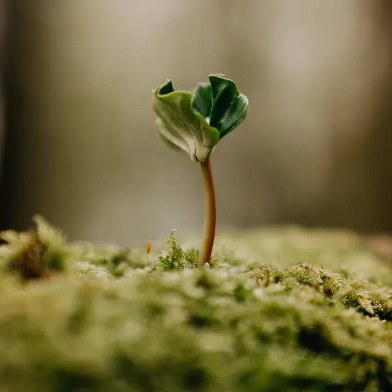 The forester’s perspective. Interview with Jakub Wencek