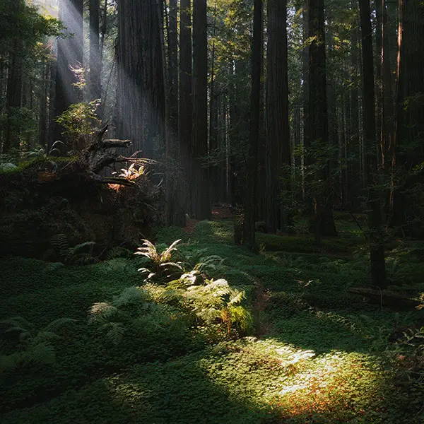 Dive into the green: tree planting and forest bathing