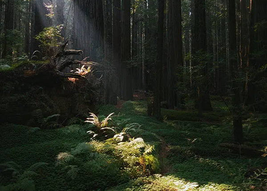 Dive into the green: tree planting and forest bathing