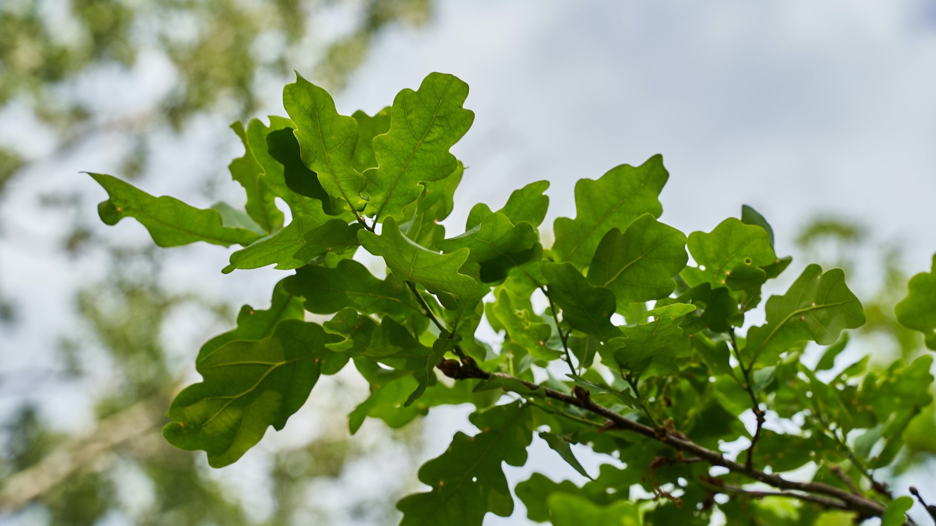 Oaky Earth Week Celebration