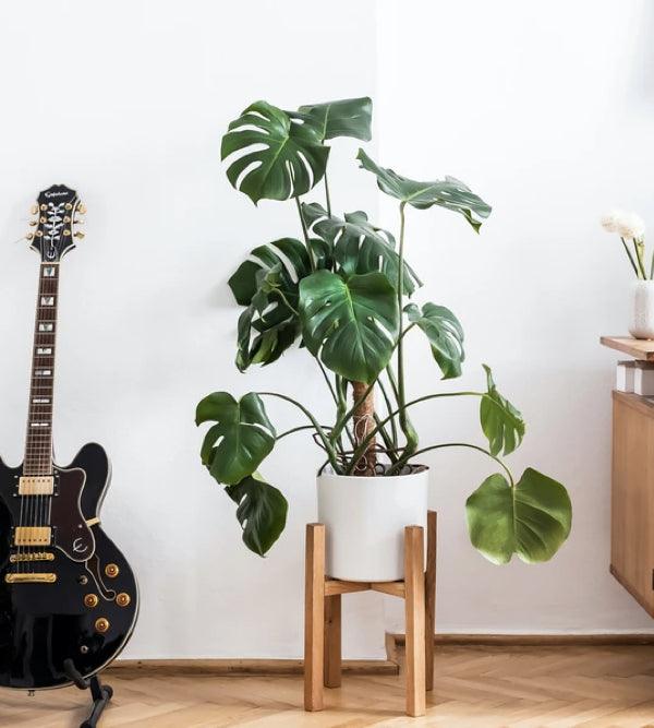 Home Jungle Essentials: Desk Planters, Mid Century Plant Stands |  Oakywood.shop